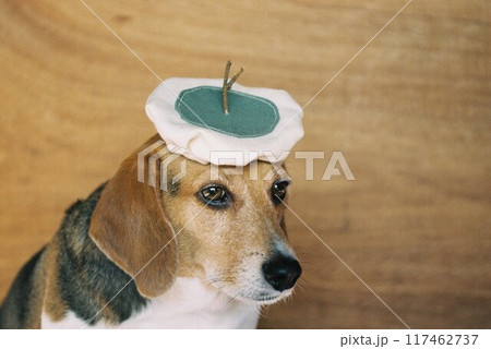 小枝の付いたベレー帽をかぶるビーグル3 小枝の付いたベレー帽をかぶるビーグル3 117462737