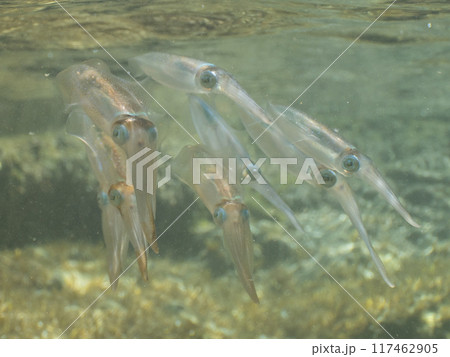 イカ イカ 117462905