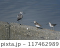 一羽のアオアシシギと二羽のソリハシシギ 117462989