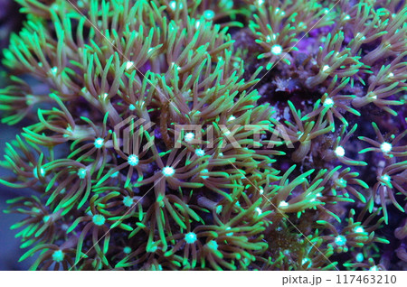 Green Star Polyps - pachyclavularia violacea Green Star Polyps - pachyclavularia violacea 117463210