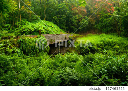 Overgrown Stone Bridge on the Road to Hana, Maui, Hawaii 117463223