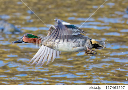 飛行中のコガモ雄 117463297