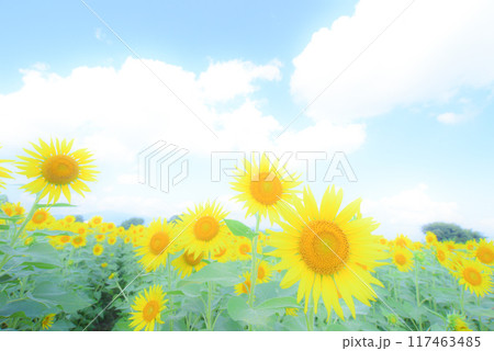 ヒマワリ　背景素材 117463485