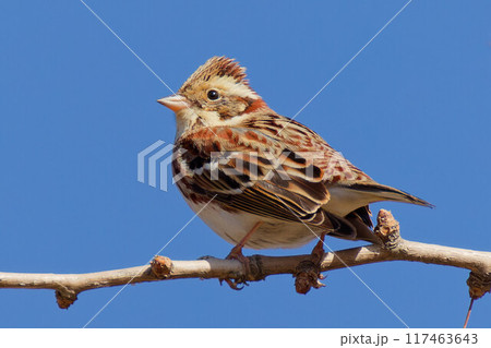 枝に留まるカシラダカ 117463643