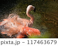 水浴びをするフラミンゴ 117463679