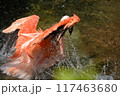 水浴びをするフラミンゴ 117463680