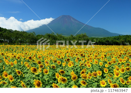 山梨県南都留郡山中湖村山中　青空の花の都公園の満開のひまわり畑と後ろにそびえる富士山の景色 117463947