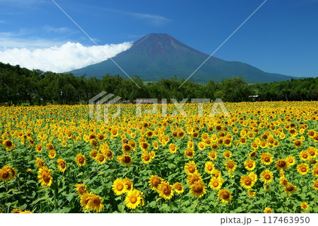 山梨県南都留郡山中湖村山中　青空の花の都公園の満開のひまわり畑と後ろにそびえる富士山の景色 117463950