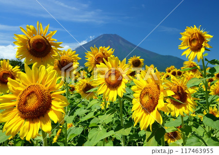 山梨県南都留郡山中湖村山中　青空の花の都公園の満開のひまわり畑と後ろにそびえる富士山の景色 117463955