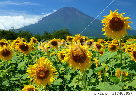 山梨県南都留郡山中湖村山中 青空の花の都公園の満開のひまわり畑と後ろにそびえる富士山の景色 山梨県南都留郡山中湖村山中 青空の花の都公園の満開のひまわり畑と後ろにそびえる富士山の景色 117463957