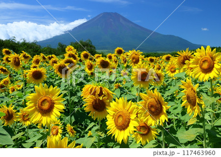 山梨県南都留郡山中湖村山中　青空の花の都公園の満開のひまわり畑と後ろにそびえる富士山の景色 117463960