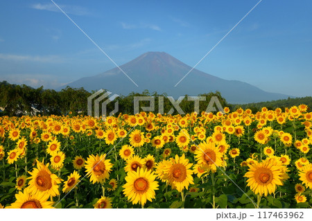 山梨県南都留郡山中湖村山中 青空の花の都公園の満開のひまわり畑と後ろにそびえる富士山の景色 山梨県南都留郡山中湖村山中 青空の花の都公園の満開のひまわり畑と後ろにそびえる富士山の景色 117463962