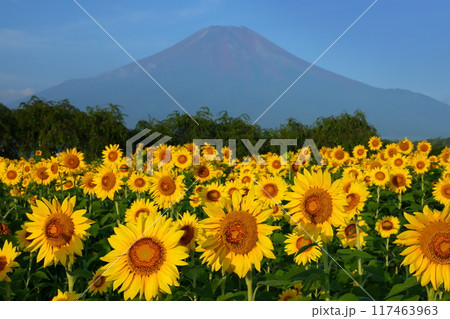 山梨県南都留郡山中湖村山中 青空の花の都公園の満開のひまわり畑と後ろにそびえる富士山の景色 山梨県南都留郡山中湖村山中 青空の花の都公園の満開のひまわり畑と後ろにそびえる富士山の景色 117463963