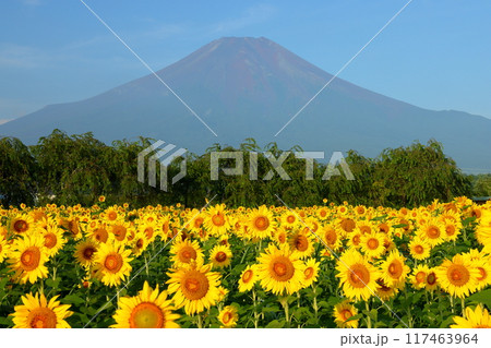 山梨県南都留郡山中湖村山中　青空の花の都公園の満開のひまわり畑と後ろにそびえる富士山の景色 117463964