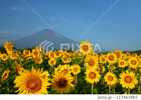 山梨県南都留郡山中湖村山中　青空の花の都公園の満開のひまわり畑と後ろにそびえる富士山の景色 117463965