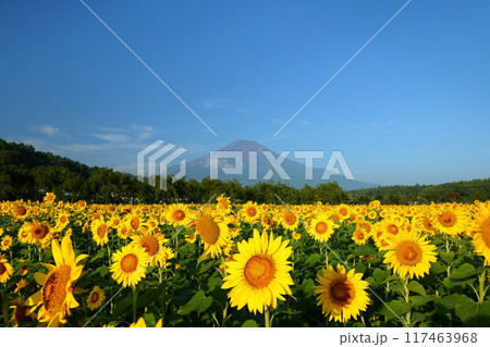 山梨県南都留郡山中湖村山中 青空の花の都公園の満開のひまわり畑と後ろにそびえる富士山の景色 山梨県南都留郡山中湖村山中 青空の花の都公園の満開のひまわり畑と後ろにそびえる富士山の景色 117463968