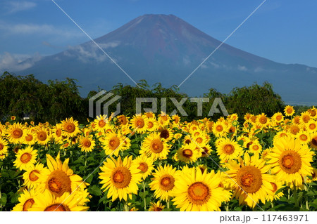 山梨県南都留郡山中湖村山中 青空の花の都公園の満開のひまわり畑と後ろにそびえる富士山の景色 山梨県南都留郡山中湖村山中 青空の花の都公園の満開のひまわり畑と後ろにそびえる富士山の景色 117463971