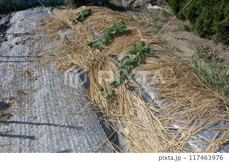 胡瓜の苗立ち枯れ病　その後 117463976