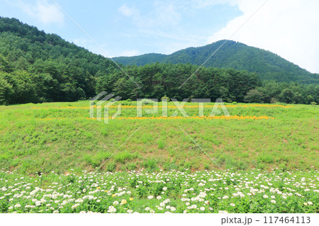 夏の国営アルプスあづみの公園 夏の国営アルプスあづみの公園 117464113