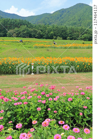 夏の国営アルプスあづみの公園 夏の国営アルプスあづみの公園 117464117