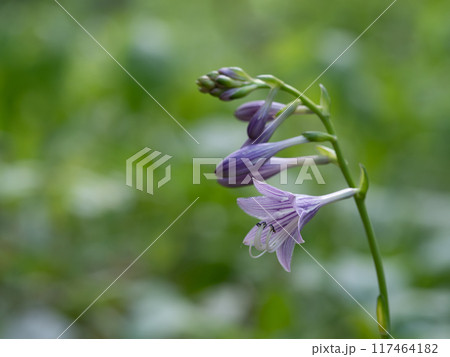 薄紫のコバギボウシの花 117464182