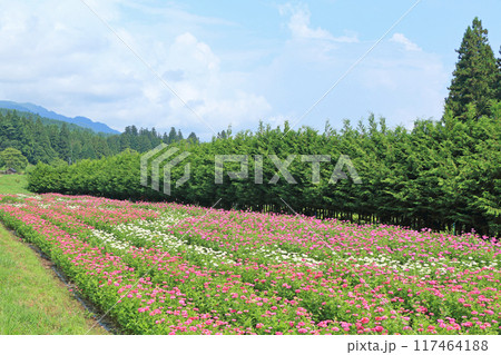 夏の国営アルプスあづみの公園 117464188