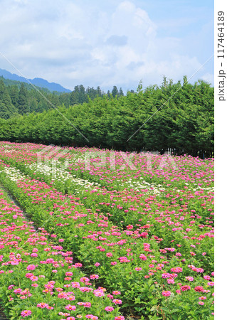 夏の国営アルプスあづみの公園 夏の国営アルプスあづみの公園 117464189