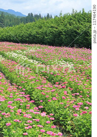 夏の国営アルプスあづみの公園 夏の国営アルプスあづみの公園 117464190