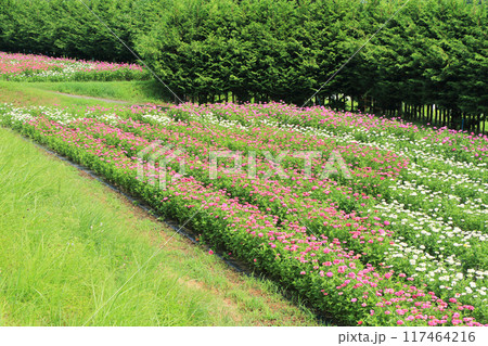 夏の国営アルプスあづみの公園 117464216