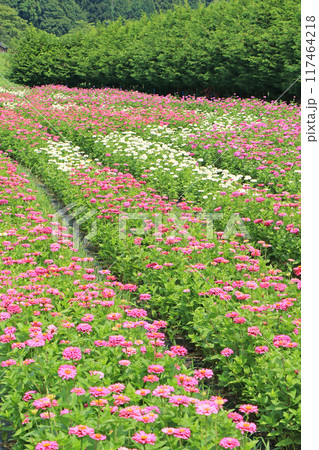 夏の国営アルプスあづみの公園 夏の国営アルプスあづみの公園 117464218