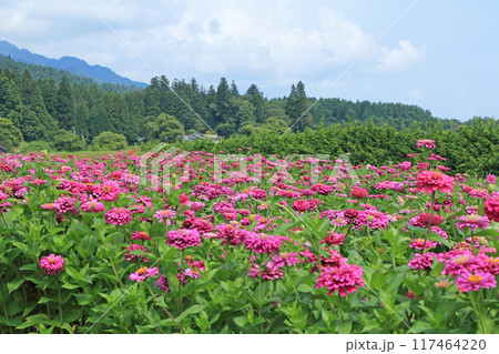 夏の国営アルプスあづみの公園 夏の国営アルプスあづみの公園 117464220