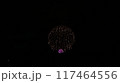 夏の夜空に咲く花火 117464556