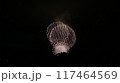 夏の夜空に咲く花火 117464569