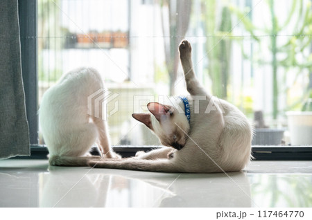 Kitten Siamese cat grooming itself with funny action. Cats are built to groom themselves from their tongue to their coat. Kitten Siamese cat grooming itself with funny action. Cats are built to groom themselves from their tongue to their coat. 117464770