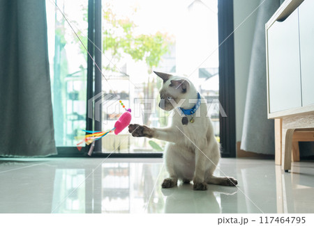 Siamese cat playing with a cat's toy. They simulate the hunting experience in a safe and convenient way to help keep your cat happy, healthy, and fulfilled. Siamese cat playing with a cat's toy. They simulate the hunting experience in a safe and convenient way to help keep your cat happy, healthy, and fulfilled. 117464795
