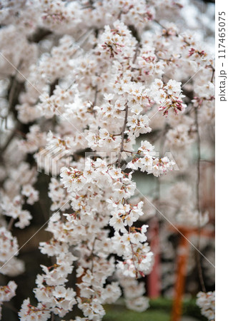 伏見長建寺の桜2023 117465075