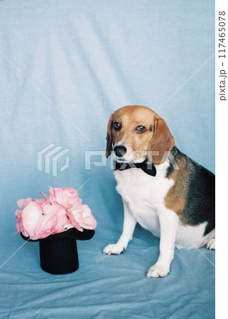 マジシャンに扮したビーグル犬5 マジシャンに扮したビーグル犬5 117465078