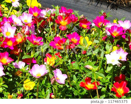 8月の花花 8月の花花 117465375