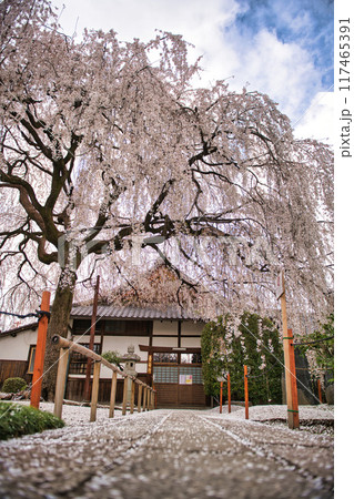 京都 本満寺のしだれ桜 2023年春 京都 本満寺のしだれ桜 2023年春 117465391
