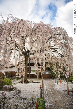 京都　本満寺のしだれ桜 2023年春 117465393