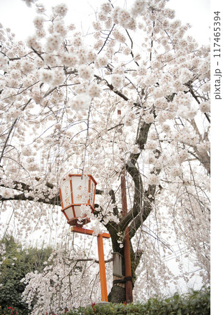伏見長建寺の桜2023 117465394