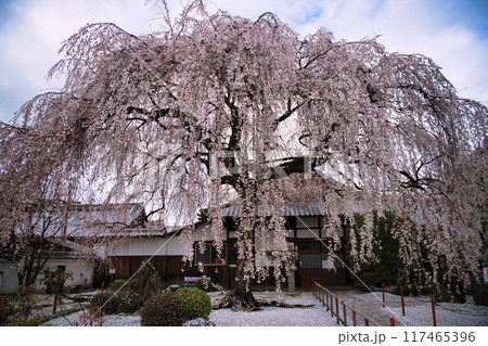 京都　本満寺のしだれ桜 2023年春 117465396