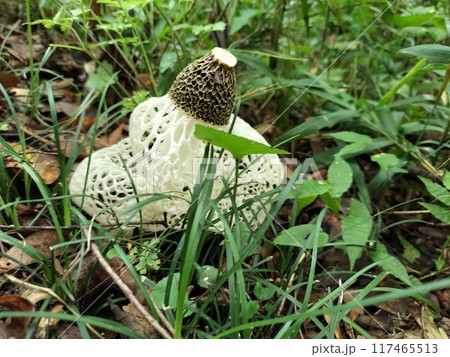 キヌガサタケ 絹笠茸 鐘撞堂山(埼玉県深谷市) キヌガサタケ 絹笠茸 鐘撞堂山(埼玉県深谷市) 117465513