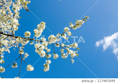 Closeup of Sweet Cherry blossoms on a branch against a blue sky background on a sunny day. Zoom in of small white wild flowers growing in a peaceful forest. Macro detail of floral pattern and texture Closeup of Sweet Cherry blossoms on a branch against a blue sky background on a sunny day. Zoom in of small white wild flowers growing in a peaceful forest. Macro detail of floral pattern and texture 117465849