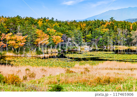 北海道 秋の知床五湖　一湖 117465906
