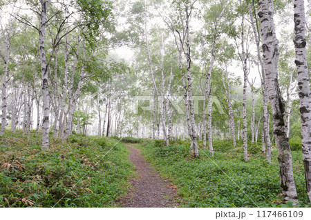 佐久穂町　八千穂高原自然園の白樺 117466109