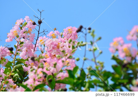 サルスベリの花 サルスベリの花 117466699