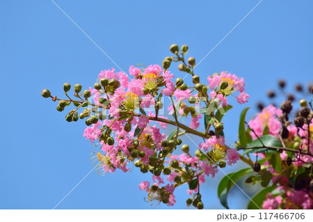 サルスベリの花 サルスベリの花 117466706