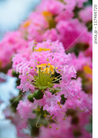 サルスベリの花 サルスベリの花 117466720