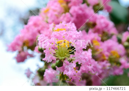 サルスベリの花 117466721